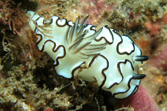  Doriprismatica atromarginata (Sea Slug)
